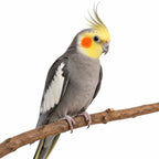 Reserve Your Bird