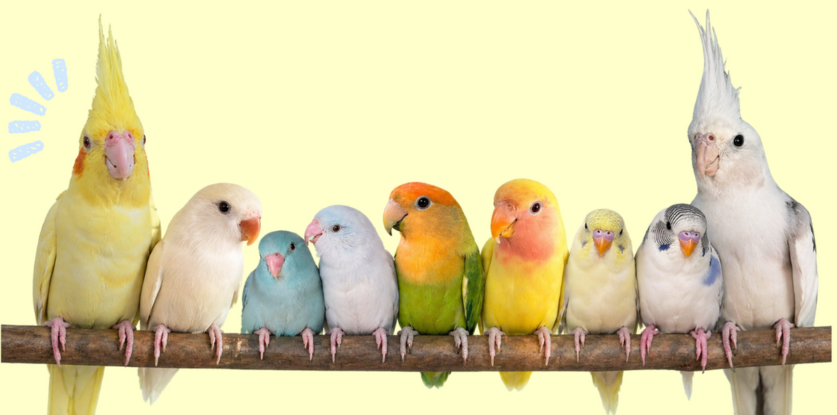 Hand Raised Birds