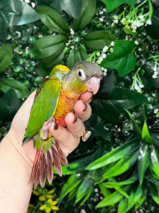 Yellow Sided Conure