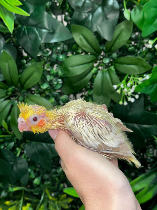 Lutino Cockatiel ID: Red B3428