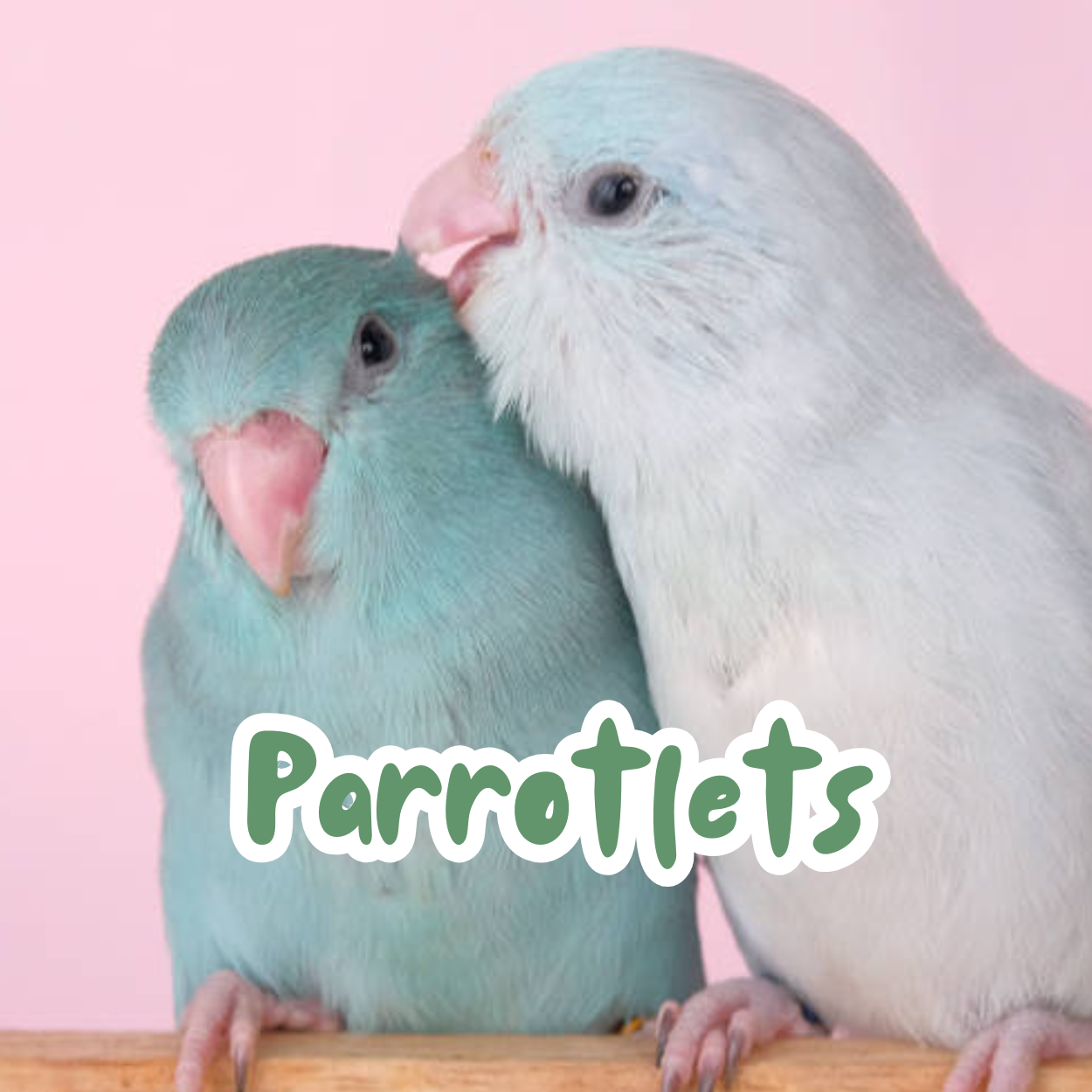 Parrotlets