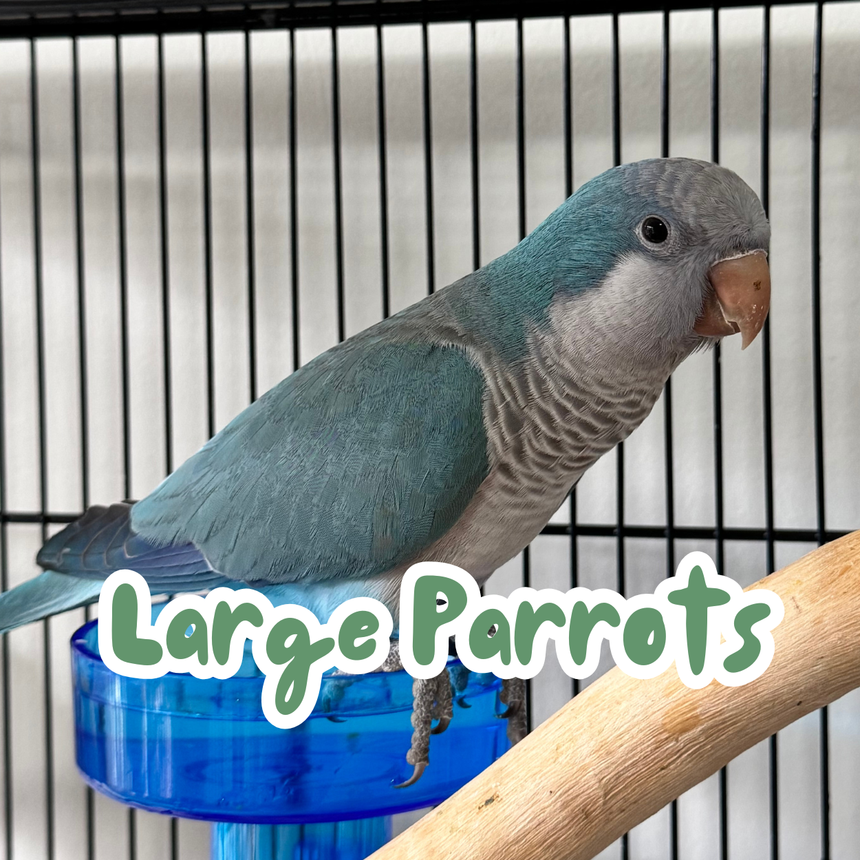 Parrots