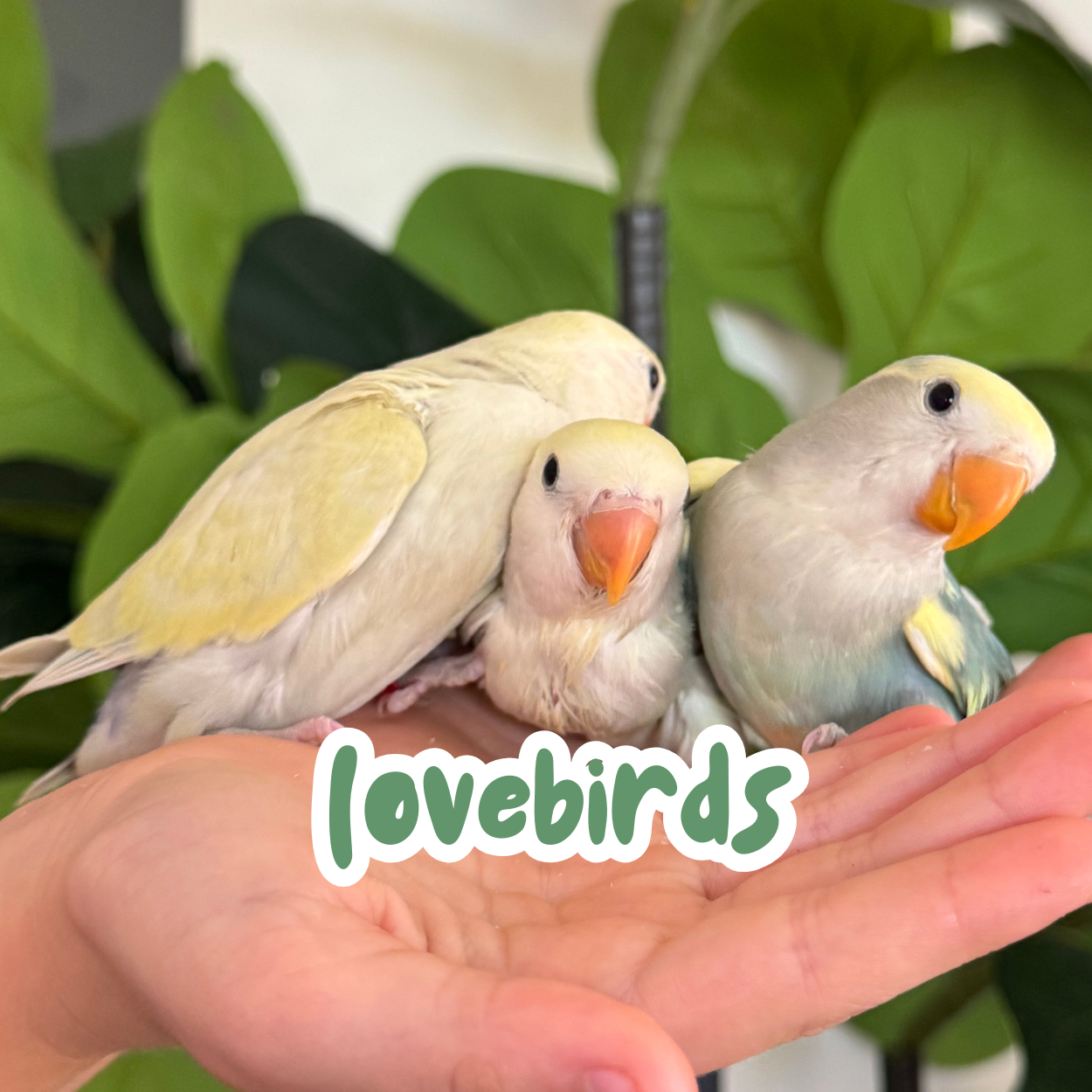 Lovebirds