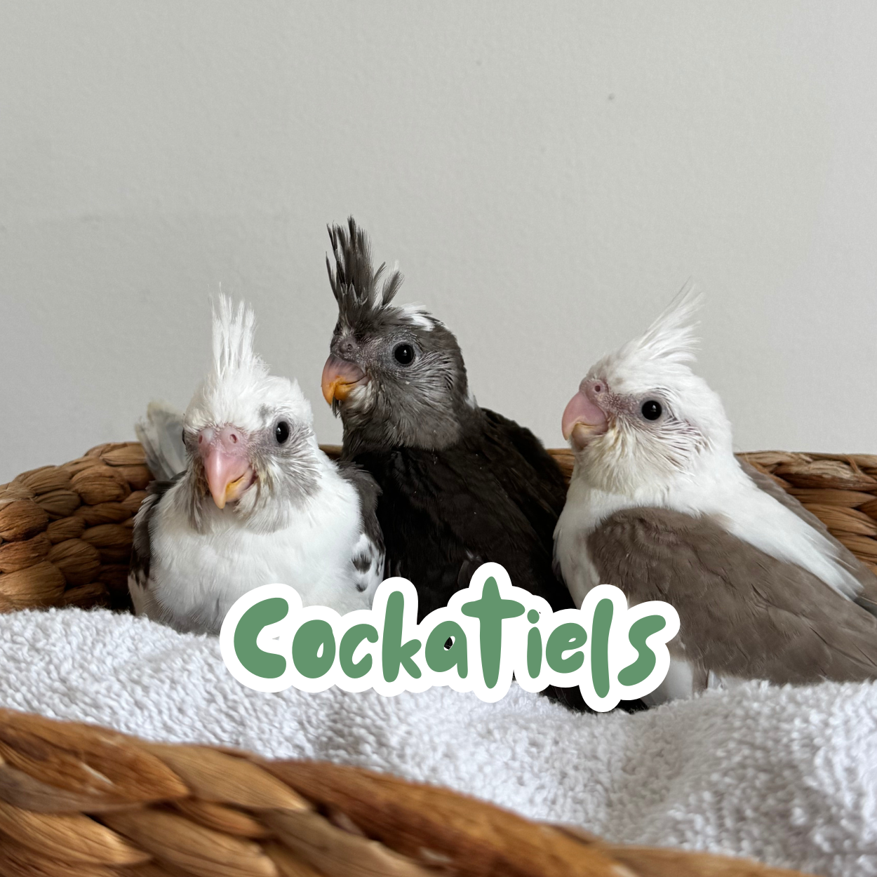 Cockatiels