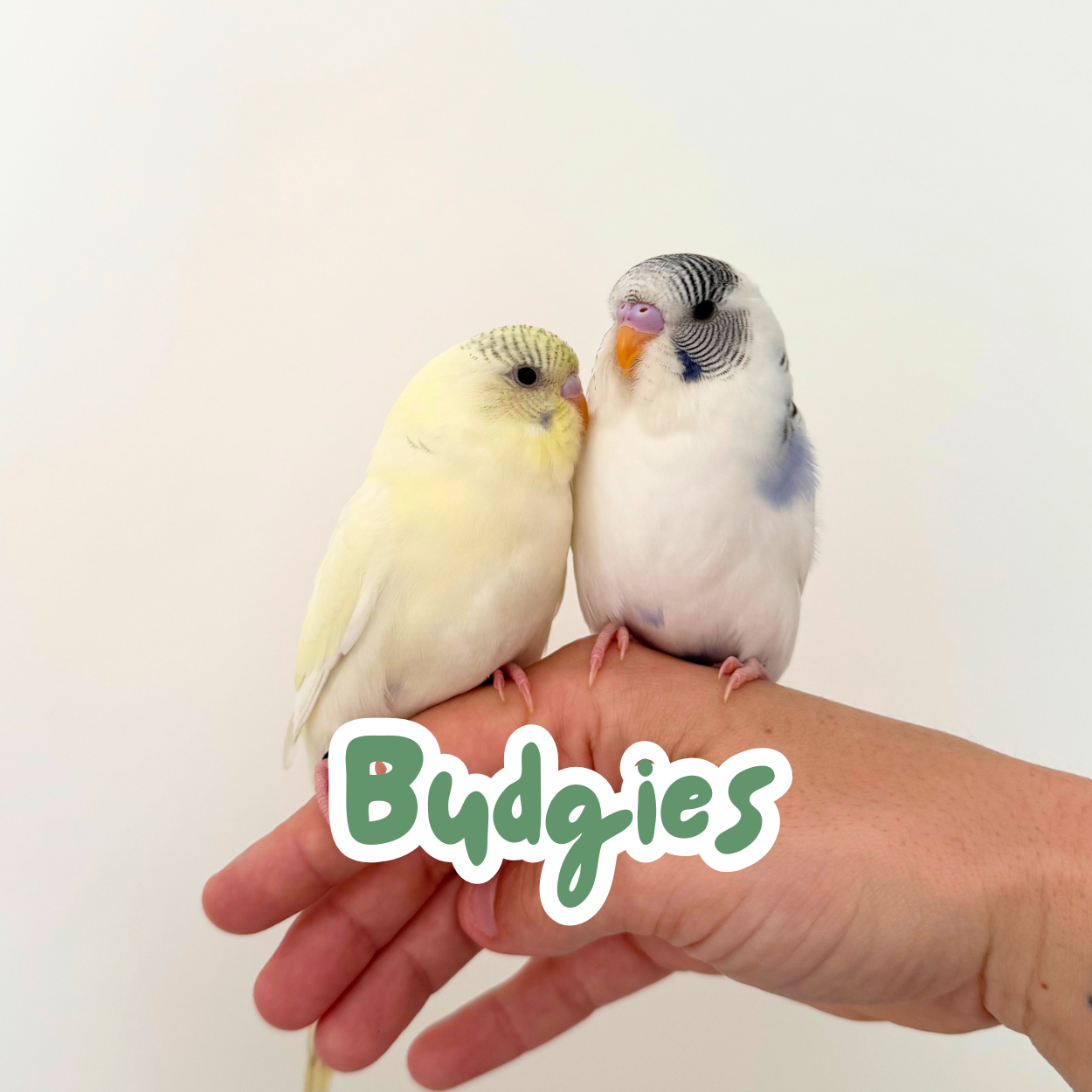 Budgies
