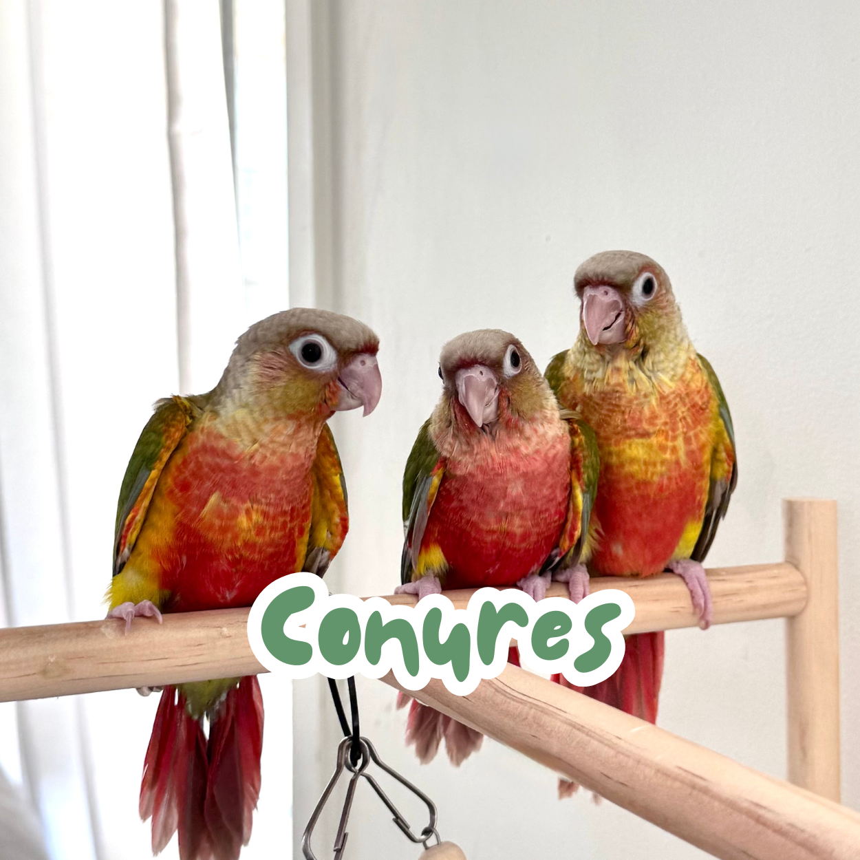 Conures