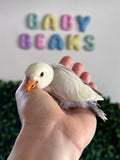 Lovebird ID: 003