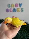 Lovebird ID: 001