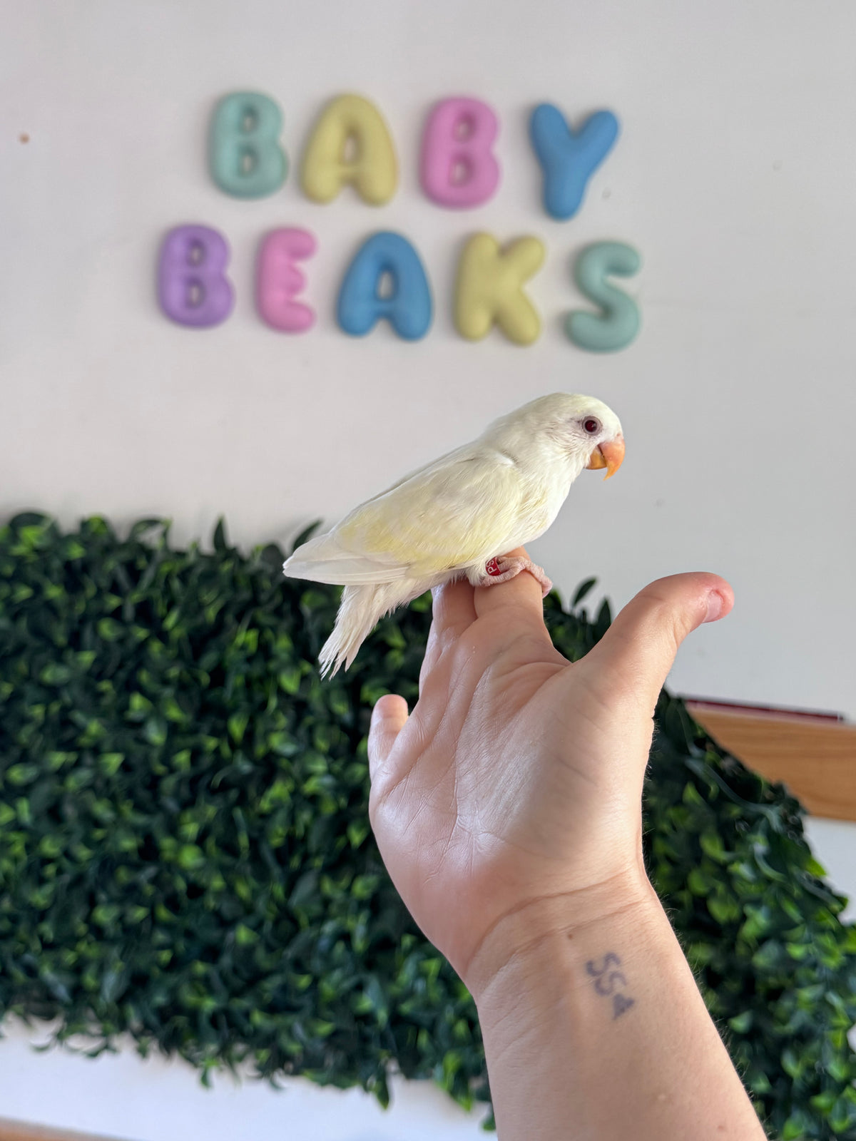 Lovebird ID: Creamino (F)