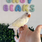 Lovebird ID: Creamino (F)