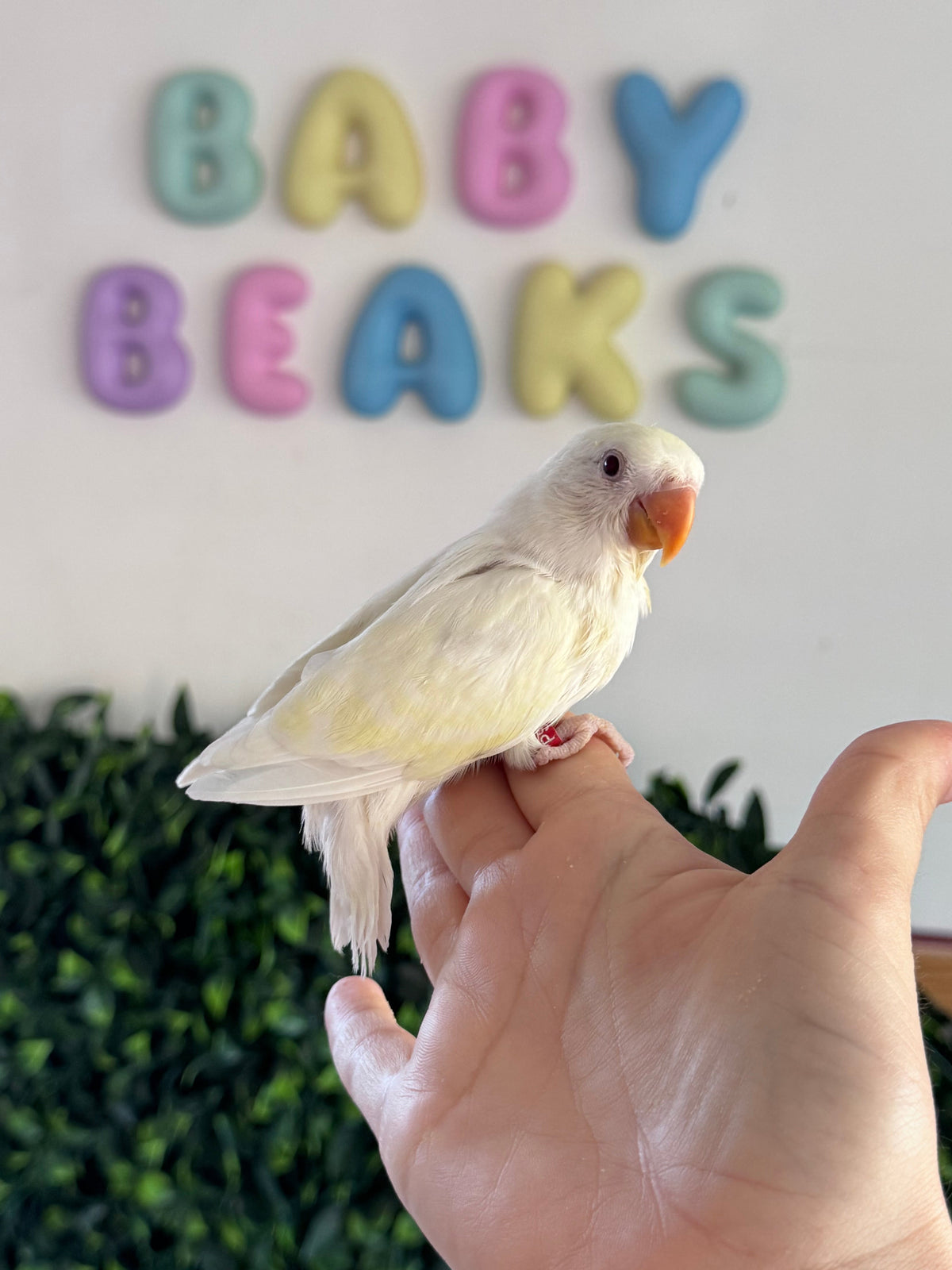 Lovebird ID: Creamino (F)