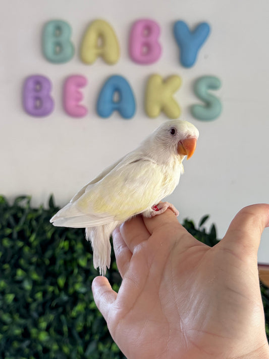 Lovebird ID: Creamino (F)