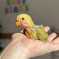Lovebird ID: 001PSAM