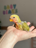 Lovebird ID: 001PSAM