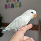 Lovebird ID: 067PSAM
