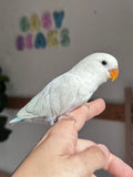 Lovebird ID: 067PSAM
