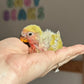Lovebird ID: 004PSAM