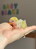 Lovebird ID: 004PSAM
