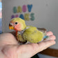 Lovebird ID: 005