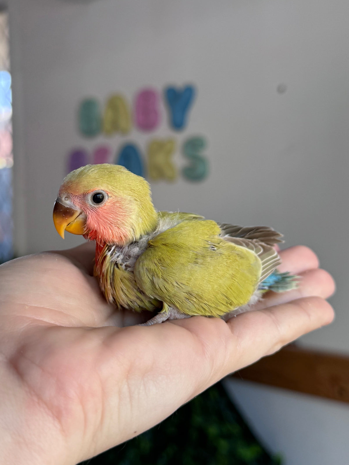 Lovebird ID: 005