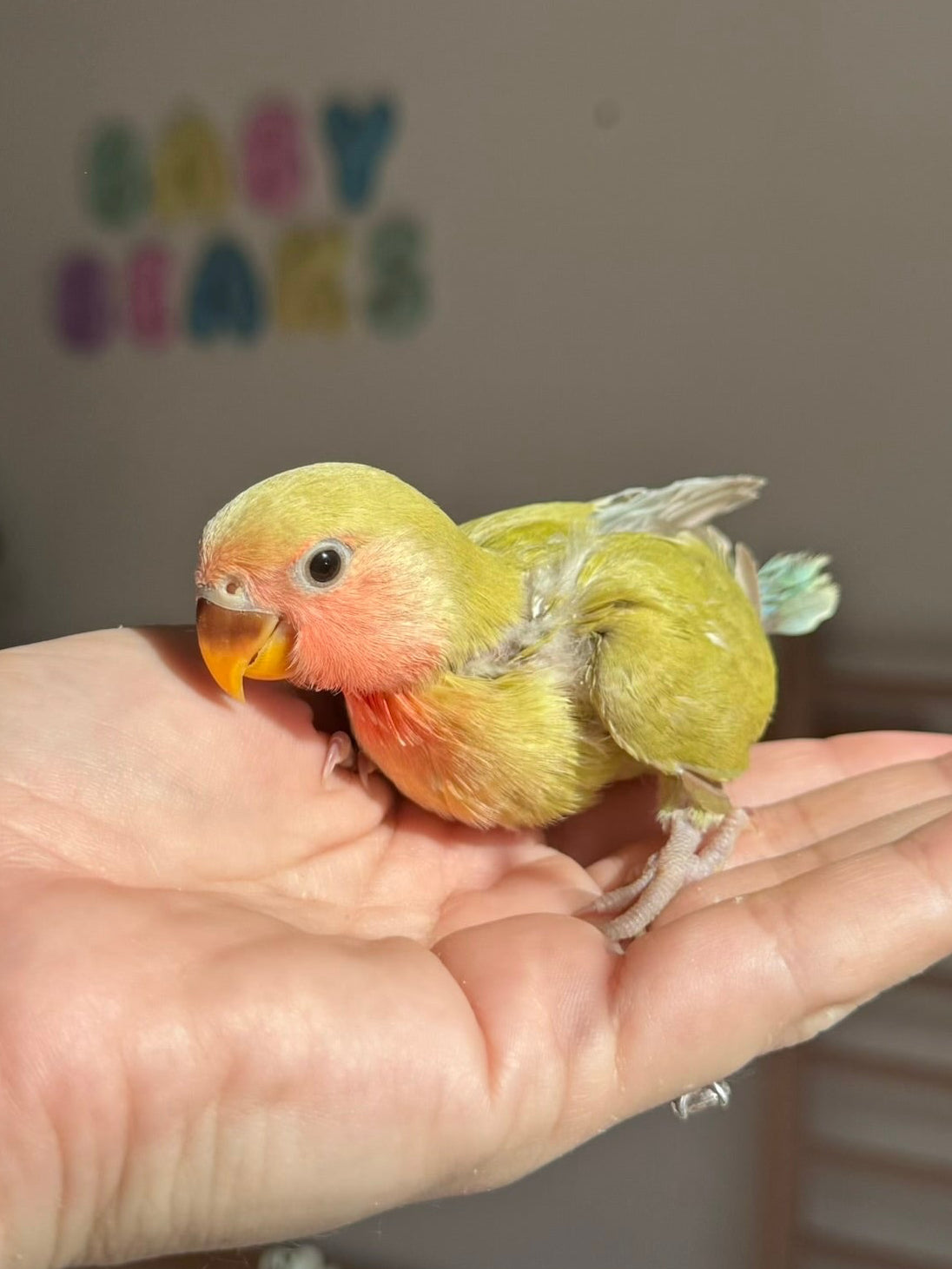 Lovebird ID: 006PSAM