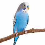 Choose Your Bird
