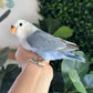 Lovebird ID: R1782 (M)
