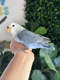 Lovebird ID: R1782 (M)