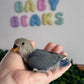 Lovebird ID: 002