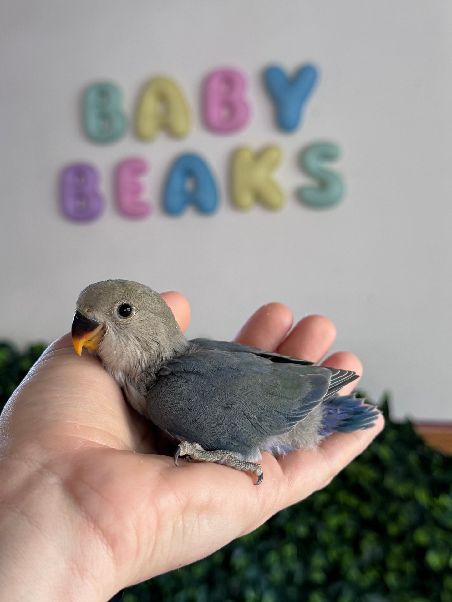 Lovebird ID: 002