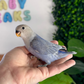 Lovebird ID: 004 (F)
