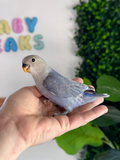 Lovebird ID: 004 (F)