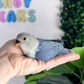 Lovebird ID: 068 (M)