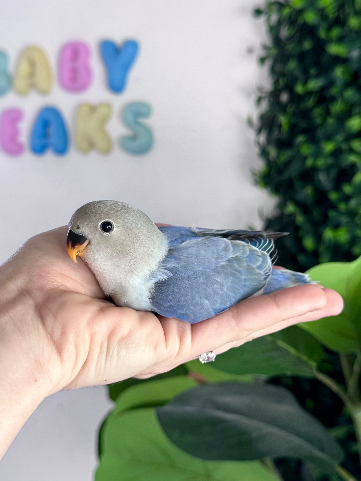 Lovebird ID: 068 (M)