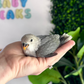 Lovebird ID: 096 (M)