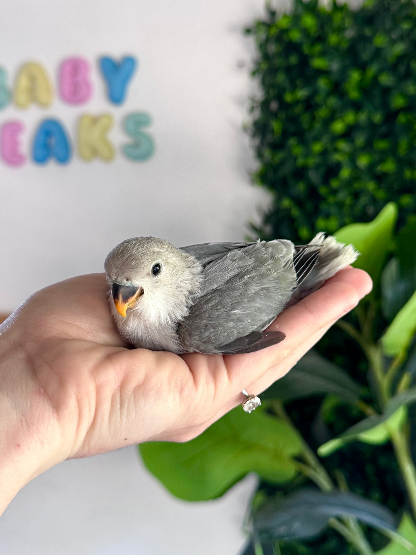 Lovebird ID: 096 (M)