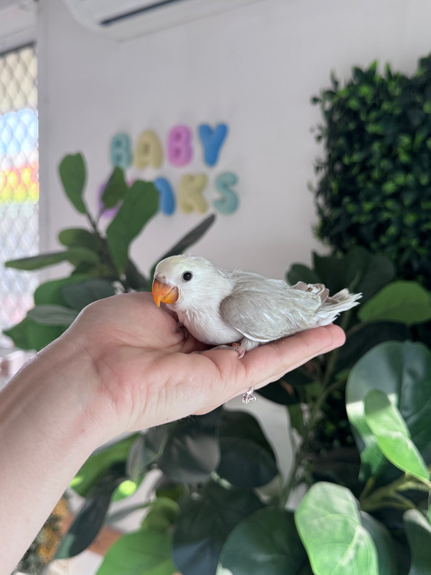 Lovebird ID: 066 (F)