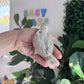 Lovebird ID: 066 (F)