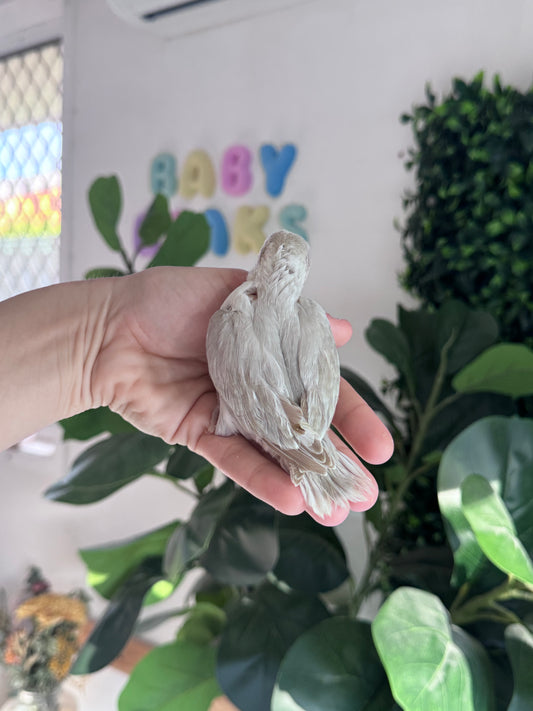 Lovebird ID: 066 (F)