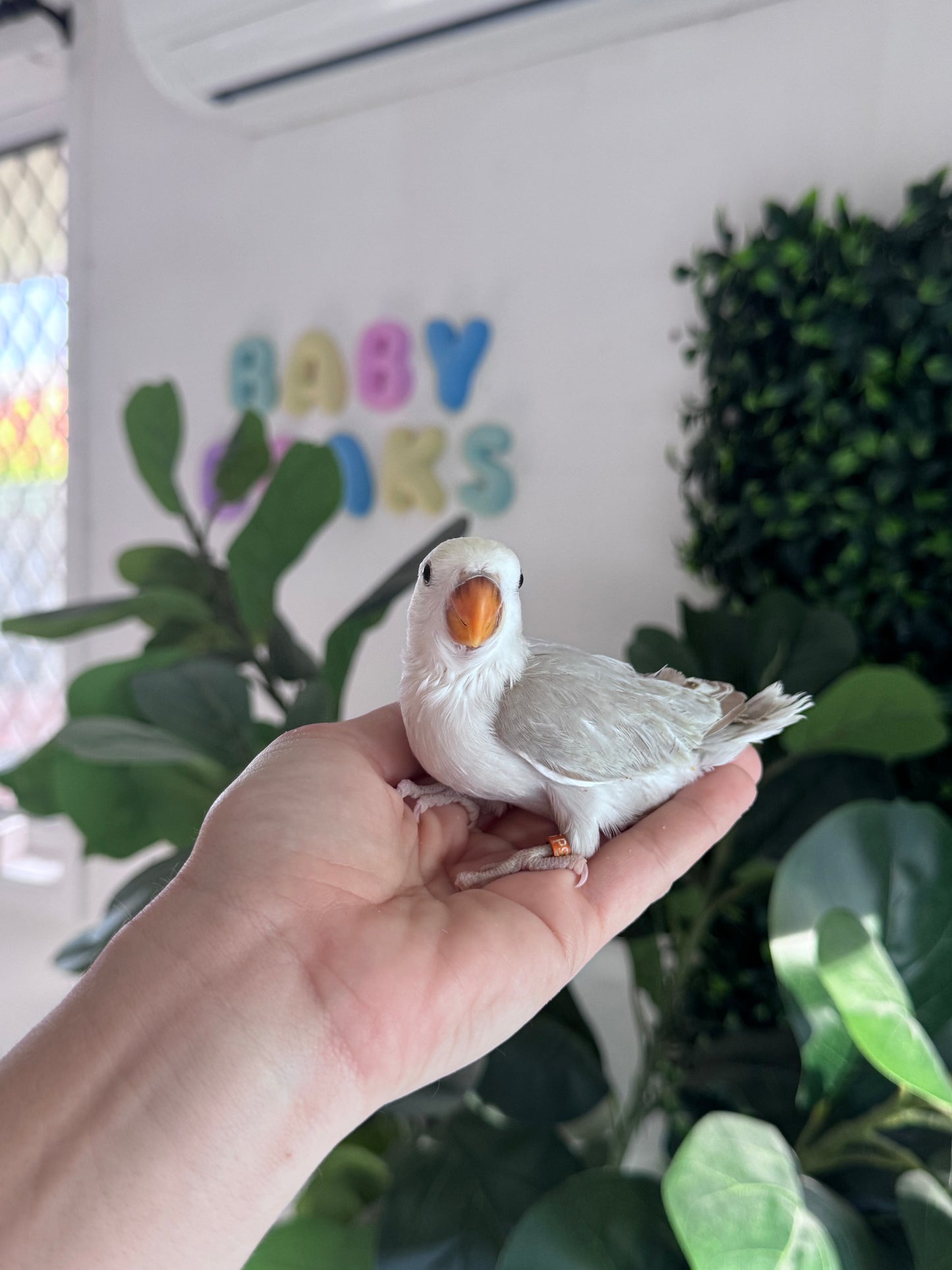 Lovebird ID: 066 (F)