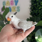 Lovebird ID: 066 (F)