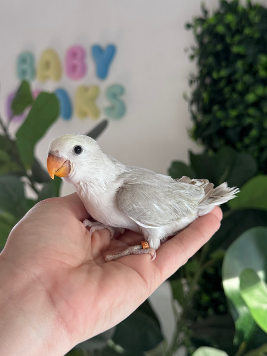 Lovebird ID: 066 (F)