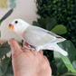 Lovebird ID: 031 (F)