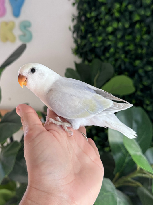 Lovebird ID: 031 (F)