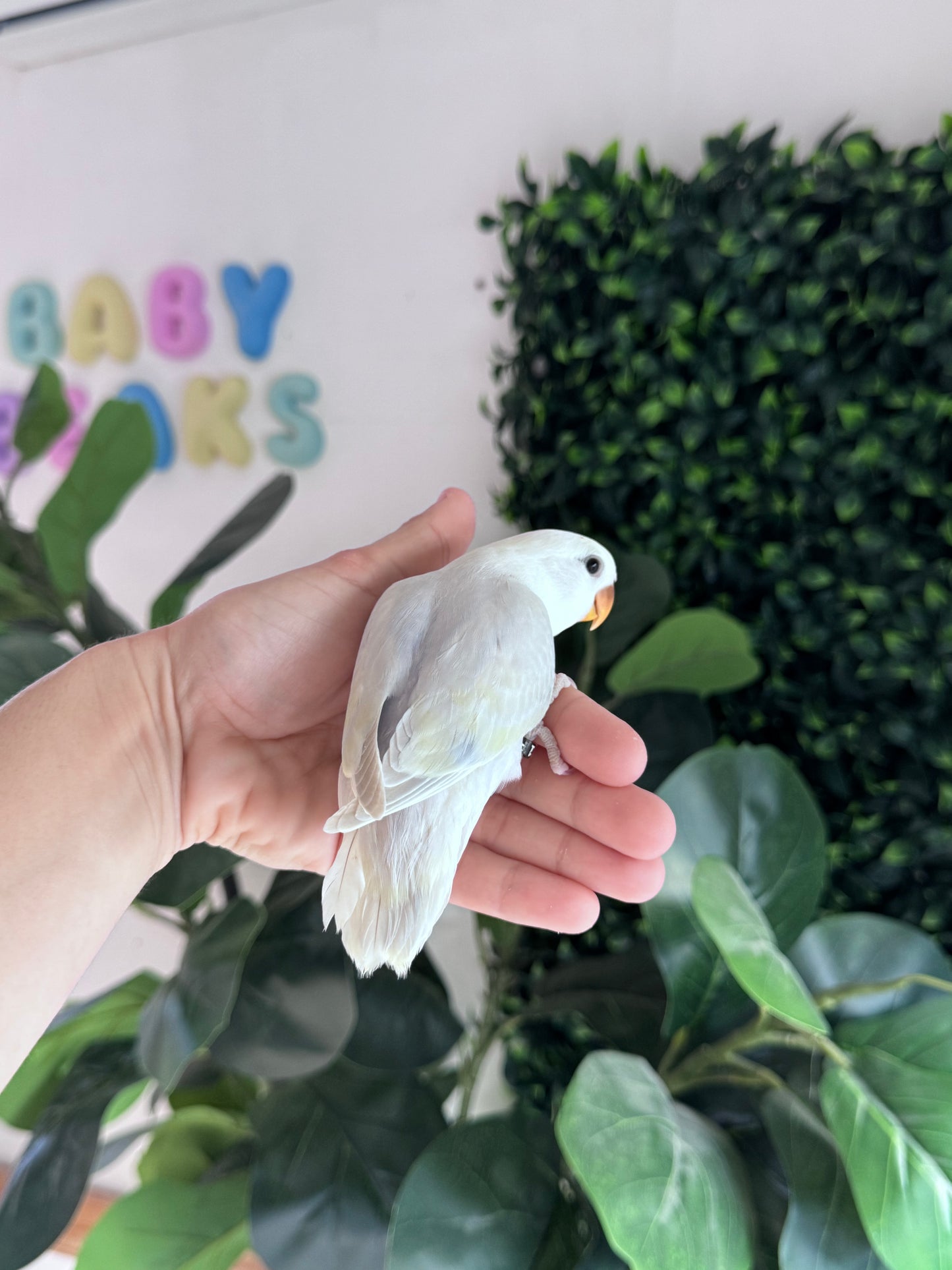 Lovebird ID: 031 (F)