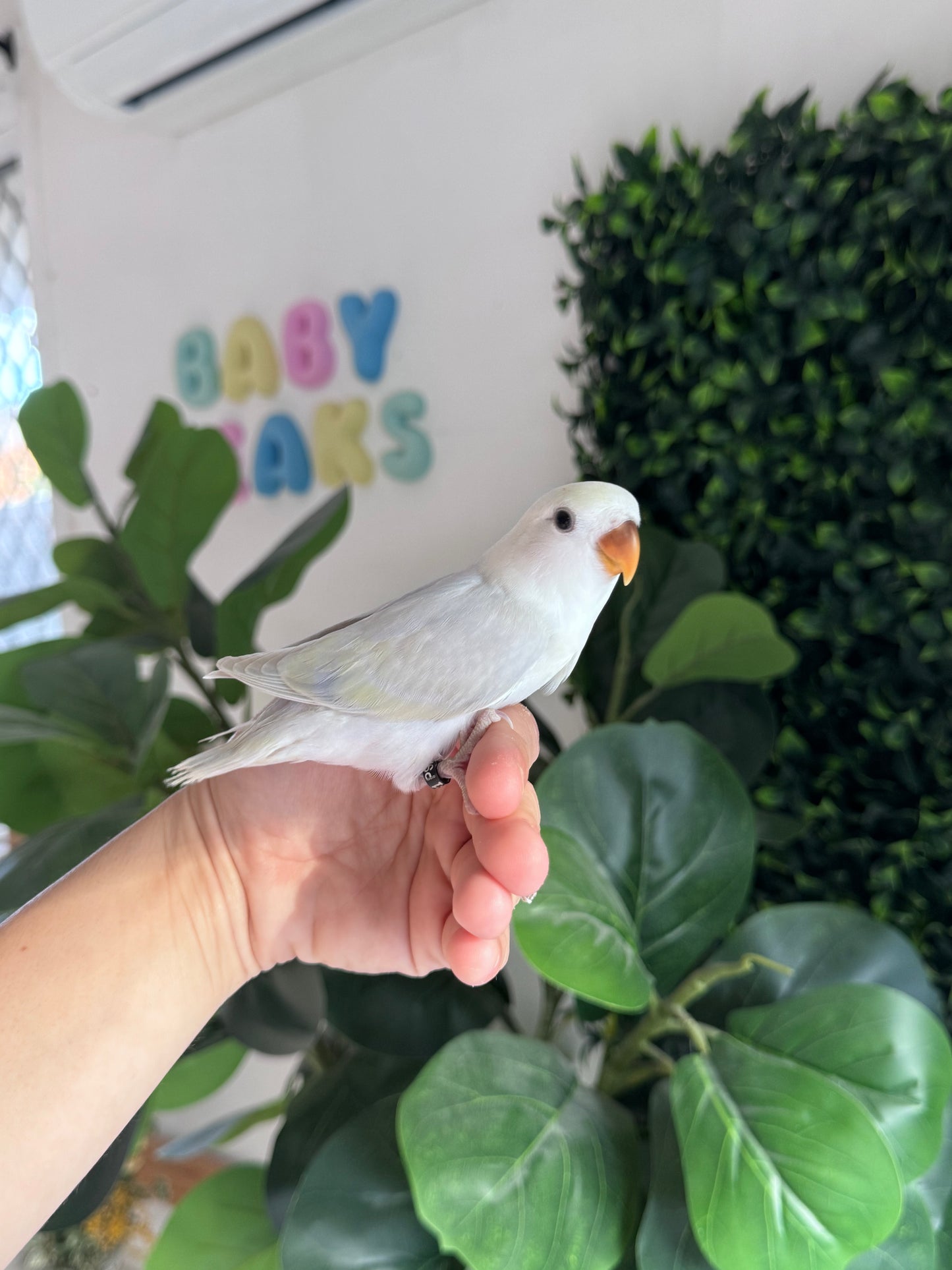 Lovebird ID: 031 (F)
