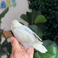 Lovebird ID: 031 (F)