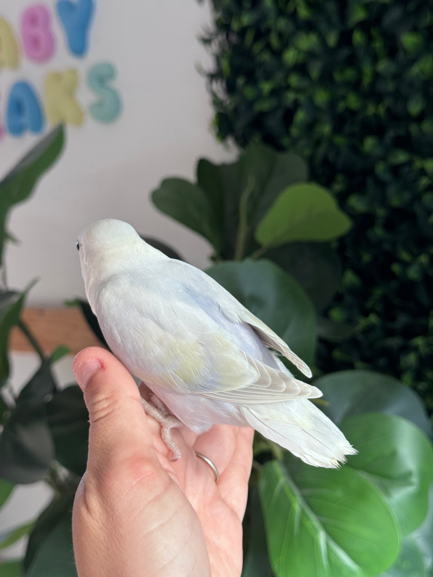 Lovebird ID: 031 (F)
