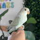 Lovebird ID: 092 (F)