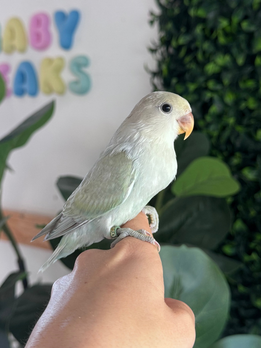 Lovebird ID: 092 (F)